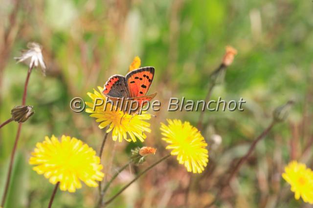 lycaena alciphron.JPG - Lycaena alciphron gordiusCuivré flamboyantPurple-shot CopperLepidoptera, LycaenidaeFrance
